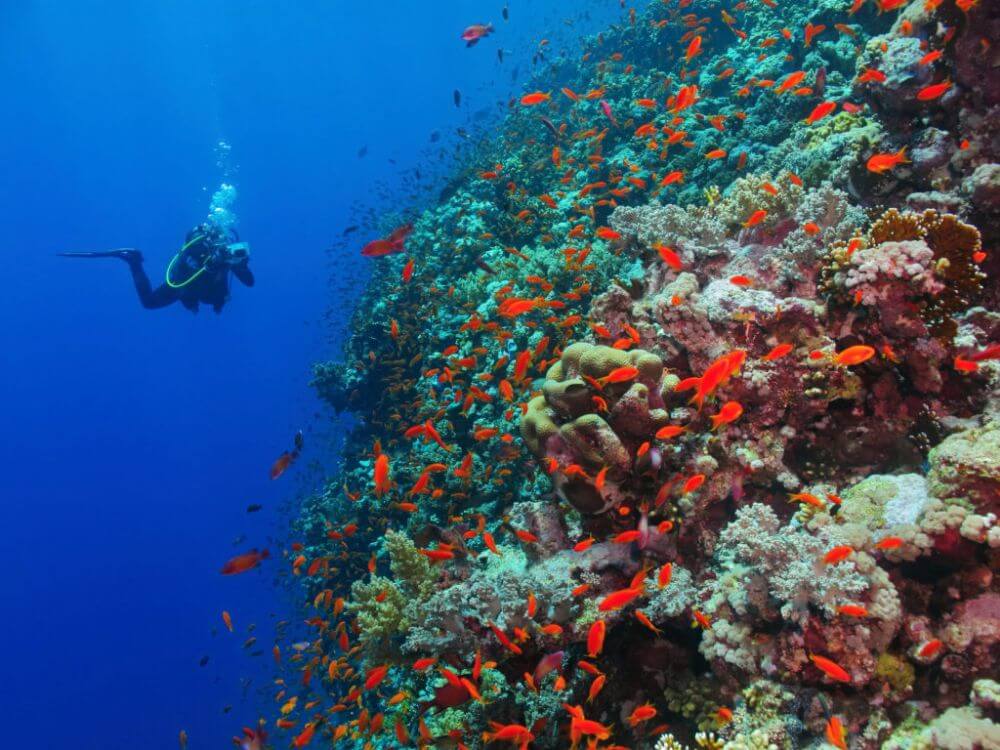 Red Sea reef wall with diver