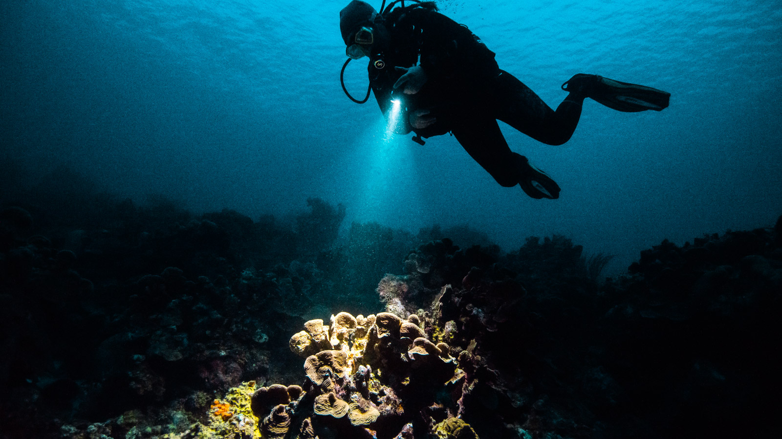 Night dive — torch light on coral